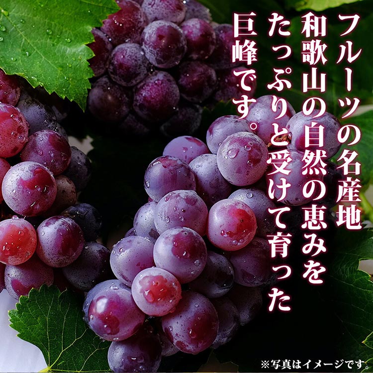 紀州和歌山産の巨峰ぶどう約2kg ※2025年8月下旬頃〜9月上旬頃に順次発送予定