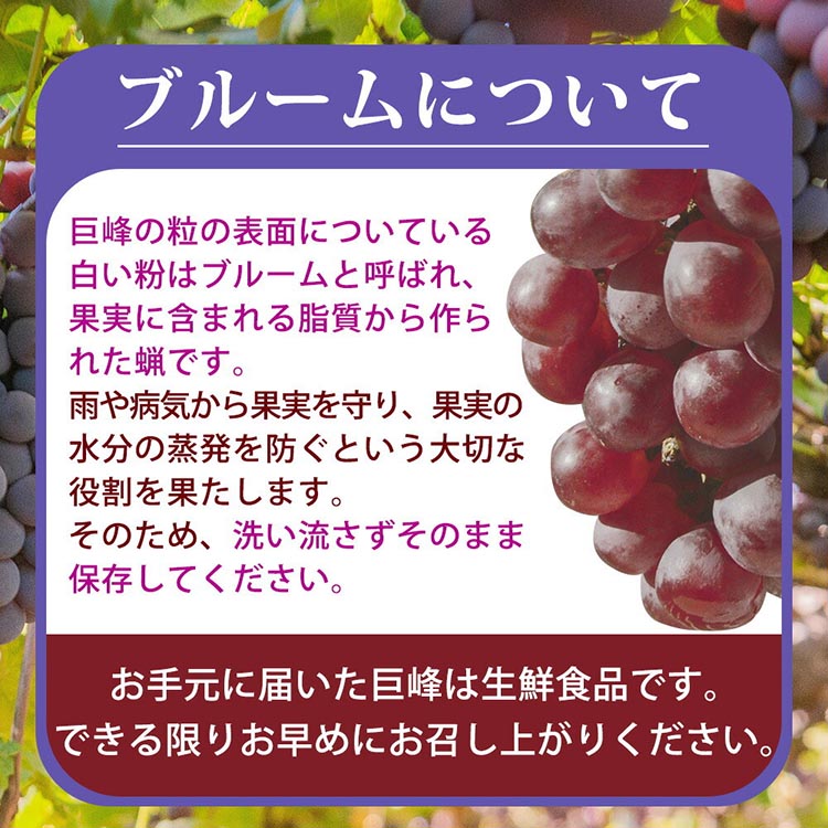 紀州和歌山産の巨峰ぶどう約2kg ※2025年8月下旬頃〜9月上旬頃に順次発送予定