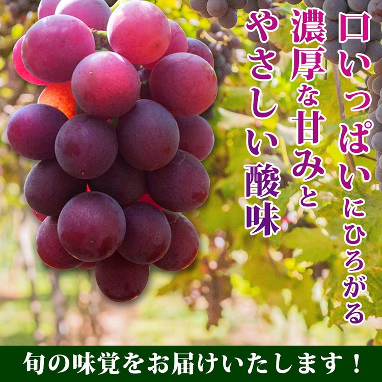 紀州和歌山産の巨峰ぶどう約2kg ※2025年8月下旬頃〜9月上旬頃に順次発送予定