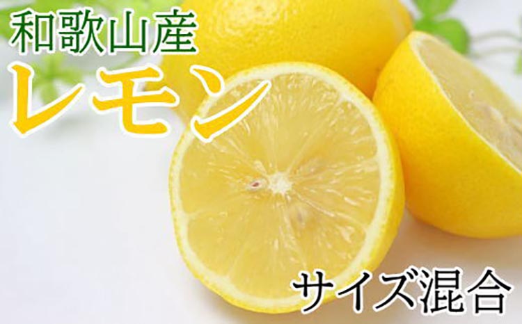 【産直】和歌山産レモン約5kg（サイズ混合） ※2025年3月下旬～2024年5月上旬頃に順次発送予定