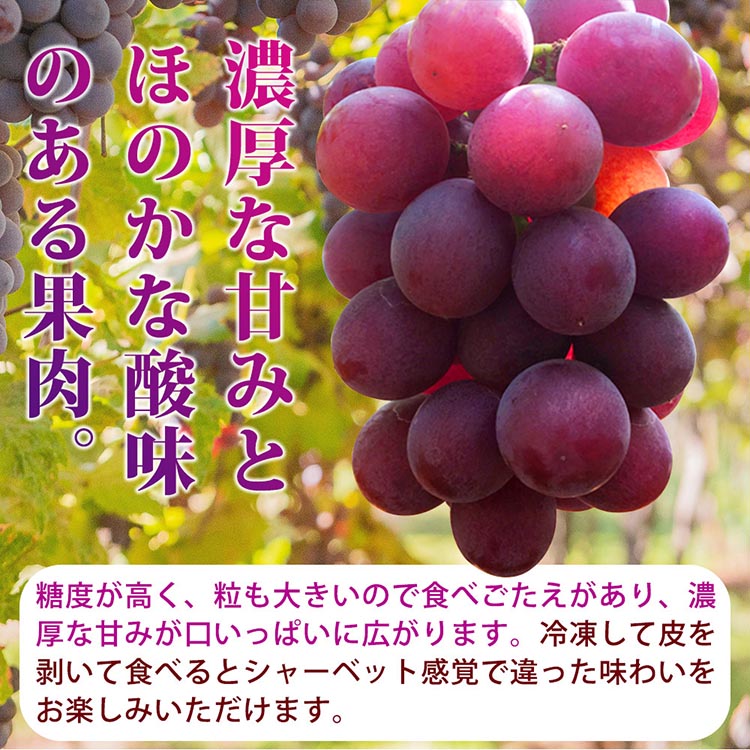 紀州和歌山産の種なし巨峰ぶどう2房（約800g〜1kg） ※2025年8月下旬頃〜9月上旬頃に順次発送予定