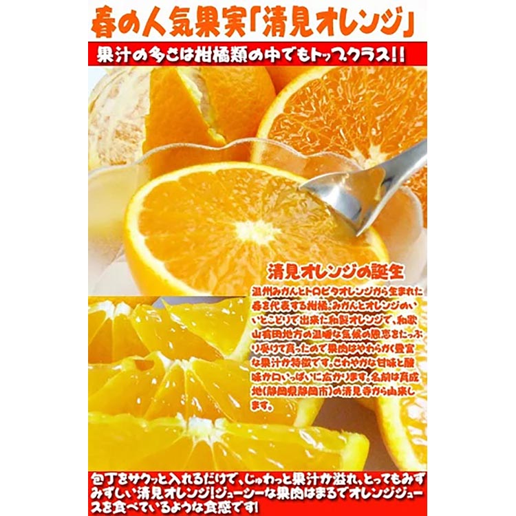 【ご家庭用訳アリ】紀州有田産清見オレンジ　5kg
※2025年3月下旬～4月中旬頃に順次発送予定