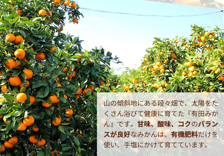 ＼光センサー選別／極 有田みかんプレミアム 約2kg【光センサー 高糖度選別品】2S～Mの小玉サイズ 有機質肥料100% | 光センサー選別 温州みかん みかん 高糖度 柑橘 果物 フルーツ 甘い◇※2025年11月下旬～2026年1月上旬頃に順次発送予定 ※北海道・沖縄・離島への配送不可