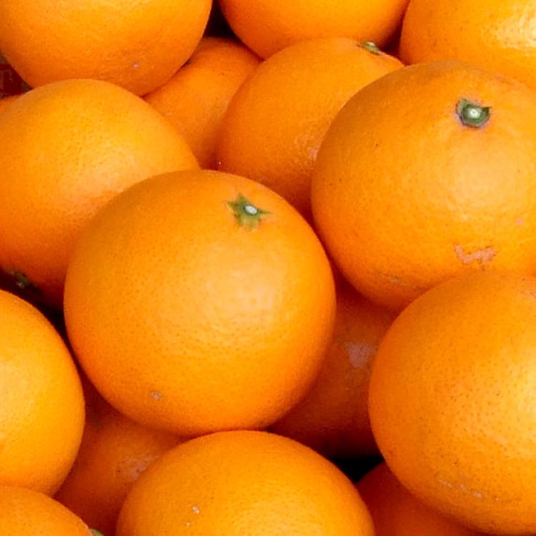 清見オレンジ[約6kg]和歌山県湯浅町田村産 春みかん【果実サイズおまかせ】｜和歌山県産 柑橘 フルーツ 紀伊国屋文左衛門本舗