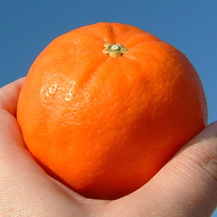 セミノールオレンジ[約5kg]湯浅町田村産春みかん【果実サイズおまかせ】｜和歌山県産 柑橘 フルーツ 紀伊国屋文左衛門本舗