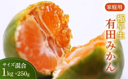 家庭用 極早生有田みかん1kg+250g（傷み補償分）【希少な新品種YN26】【菊みかん入り】◇ ※北海道・沖縄・離島への配送不可 ※2025年10月上旬～11月中旬頃に順次発送予定