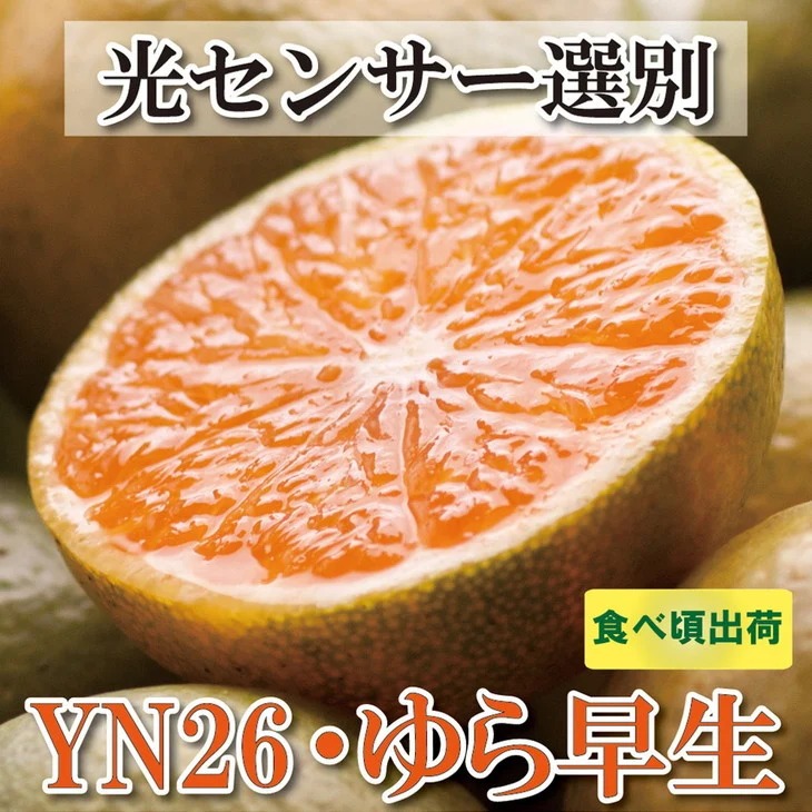 家庭用 極早生有田みかん10kg+250g（傷み補償分）【YN26・ゆら早生】【わけあり・訳あり】 ※北海道・沖縄・離島への配送不可 ※2025年10月上旬～11月中旬頃に順次発送予定