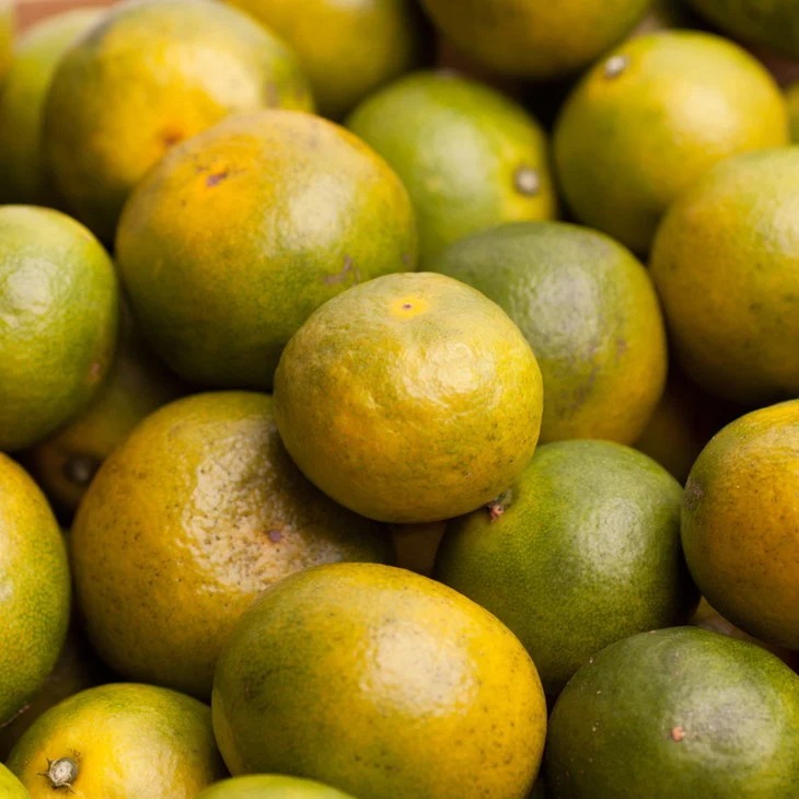 家庭用 極早生有田みかん10kg+250g（傷み補償分）【YN26・ゆら早生】【わけあり・訳あり】◇