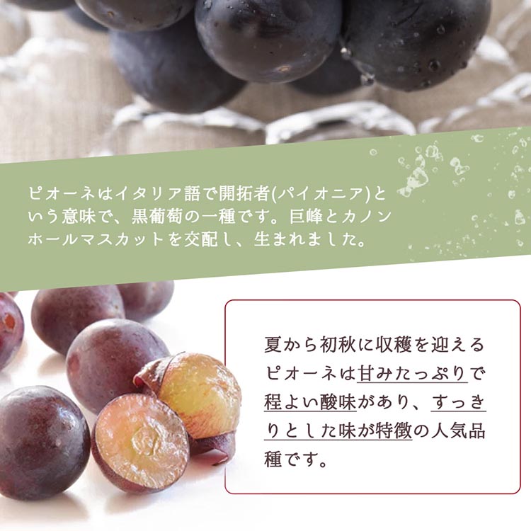 〈定期便〉【7・9・10月 全3回】紀州和歌山産旬のフルーツセット(桃・ピオーネ・ひらたねなし柿) ｜フルーツ ふるーつ 果物 くだもの 詰め合わせ 果物定期便 もも ぶどう かき 国産 産地直送 美浜町