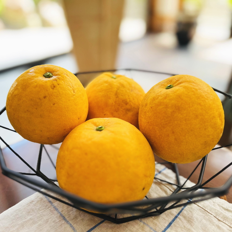 【2025年4月～発送】【爽快柑橘】有田育ちの爽やか河内晩柑(ご家庭用) 1.7kg ※北海道・沖縄・離島への配送不可 ※2025年4月中旬～6月下旬頃に順次発送予定