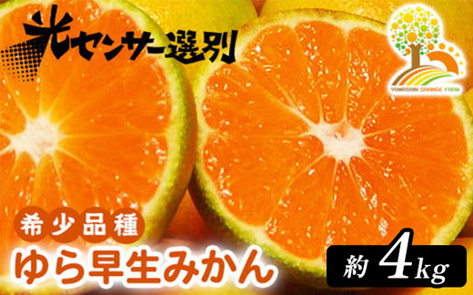 【先行予約】ゆら早生 みかん 濃厚な味わい 約4kg 希少品種《有機質肥料100％》極早生 ｜ 由良 ゆら 早生 わせ 柑橘 果物 くだもの フルーツ 和歌山 有田