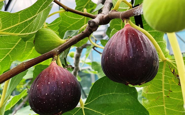 【先行予約】[ハウス栽培]  樹上完熟 いちじく 12玉入り｜イチジク  無花果 果物 くだもの 和歌山県産