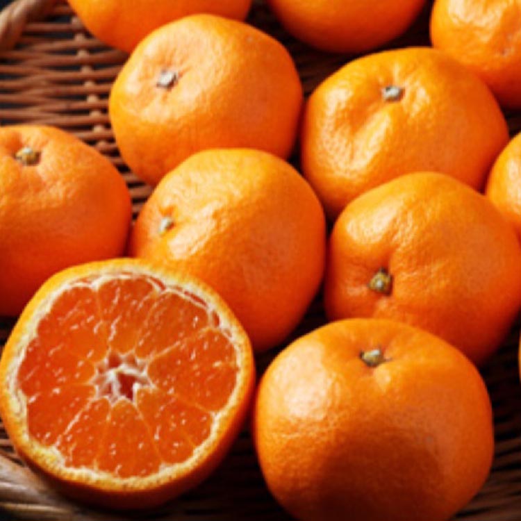 【まごころ手選別】和歌山の有田みかん 10kg 大玉(2L～4Lサイズ混合) ※2025年11月上旬～2026年1月下旬頃に順次発送予定