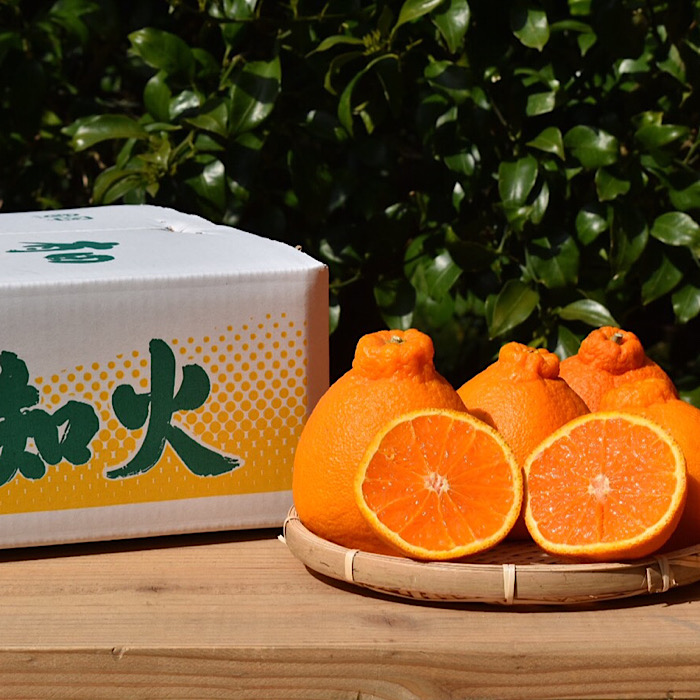 【まごころ手選別】和歌山産　有田の不知火(しらぬひ)約3kg(2S～4Lサイズ混合)【家庭用】 ※2026年2月上旬～4月下旬頃に順次発送予定