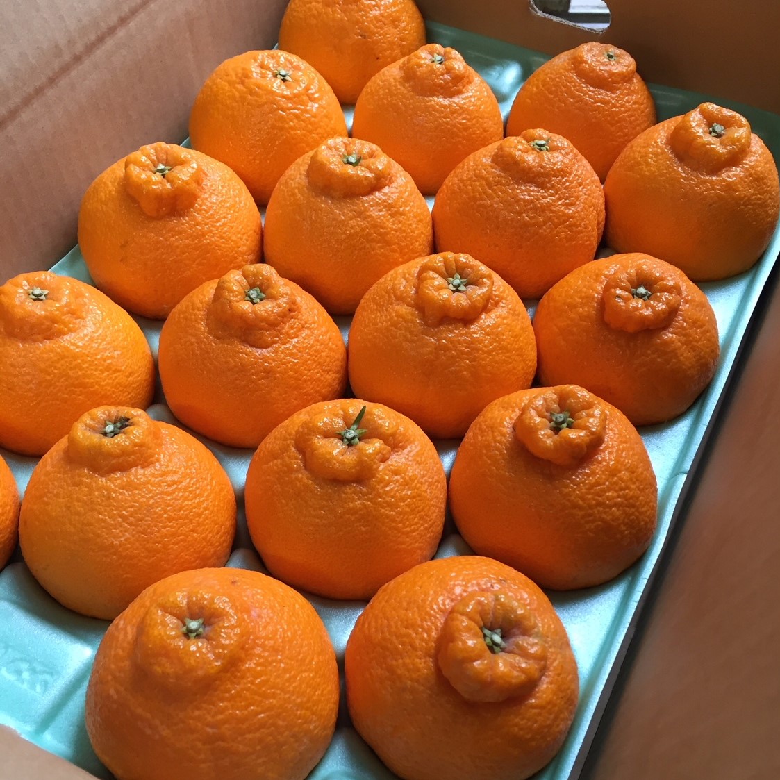 【まごころ手選別】和歌山産　有田の不知火(しらぬひ)約3kg(2S～4Lサイズ混合)【家庭用】 ※2026年2月上旬～4月下旬頃に順次発送予定