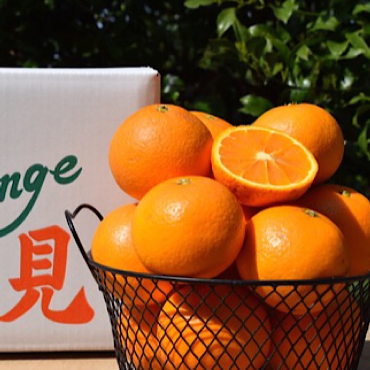 【まごころ手選別】和歌山産　有田の清見　約2.5kg(サイズ混合) ※2026年3月上旬～4月下旬頃に順次発送予定