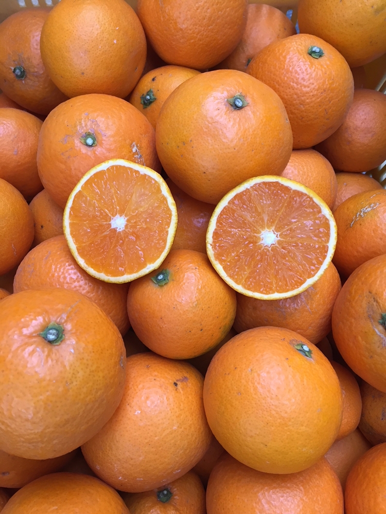 【まごころ手選別】和歌山産　有田の清見　約2.5kg(サイズ混合) ※2026年3月上旬～4月下旬頃に順次発送予定