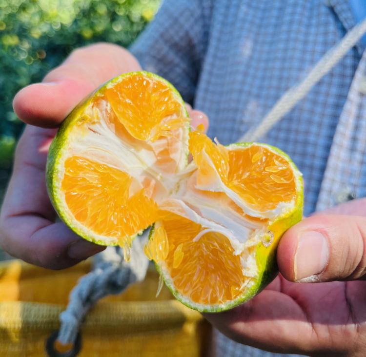 ãå
è¡äºçŽããåç§ã®çŸå³ãç¹éžïŒæ¿åéåãæç°ã¿ãã çŽ1kg â»åæµ·éã»æ²çžã»é¢å³¶ãžã®é
éäžå¯ â»2025幎9æäžæ¬ïœ10æäžæ¬é ã«é 次çºéäºå®