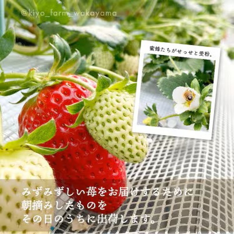 先行受付　大粒まりひめイチゴ　朝摘　6個～11個入×4パック ※2026年1月中旬～3月下旬頃に順次発送予定 ※離島への配送不可