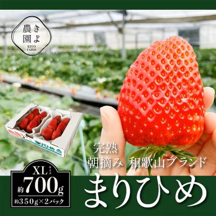 先行受付　大粒まりひめイチゴ　朝摘　6個～11個入×2パック ※2026年1月中旬～3月下旬頃に順次発送予定 ※離島への配送不可