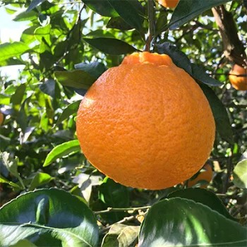 【先行予約】こだわり農家の不知火（しらぬい） 12～18玉（約5kg）※2026年2月上旬～3月下旬頃に順次発送予定 ※北海道・沖縄・離島への配送不可