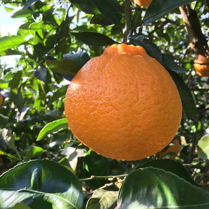 【先行予約】有田育ちの不知火 (しらぬい)(訳あり 家庭用) 約10kg◇