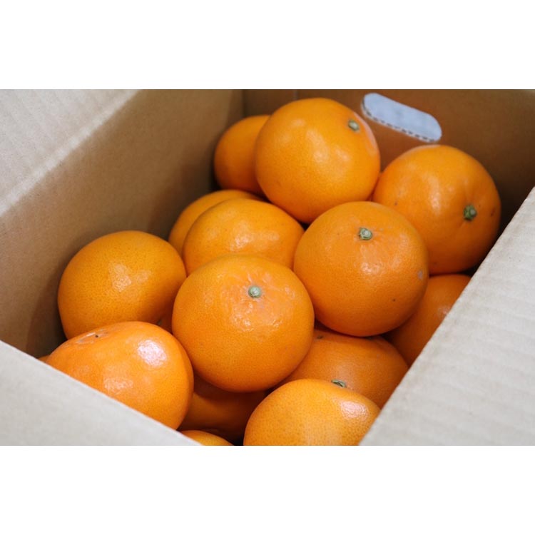 ããšããçŽ5kgãç§å â»2026幎2æäžæ¬ïœ4æäžæ¬é ããé æ¬¡çºéäºå®