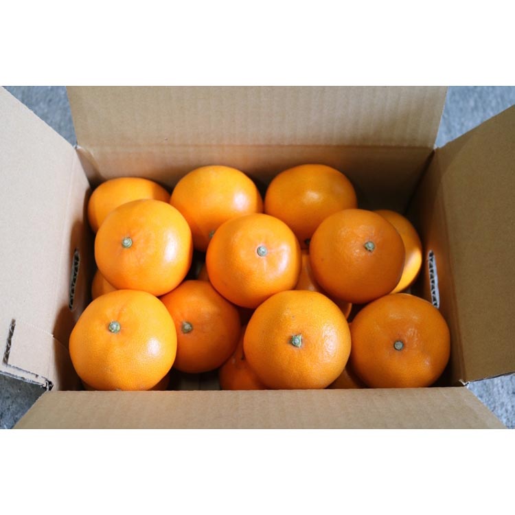 ããšããçŽ5kgãç§å â»2026幎2æäžæ¬ïœ4æäžæ¬é ããé æ¬¡çºéäºå®