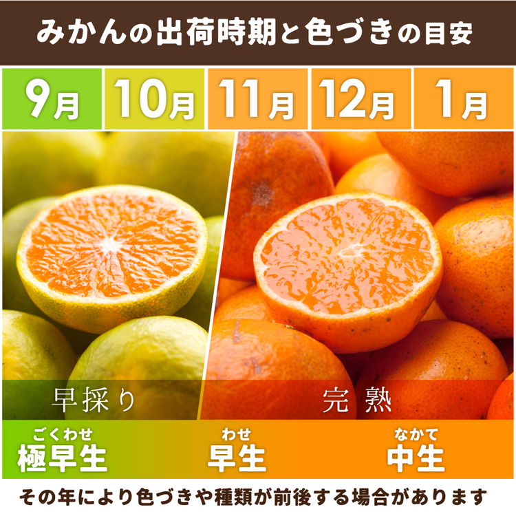 〈定期便〉【10・11・12月 全3回】家庭用 有田みかん定期便 5kg+250g（傷み補償分）※北海道・沖縄・離島への配送不可