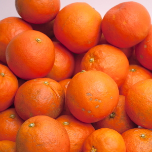 ïŒ4æããçºéïŒå®¶åºçšã»ãããŒã«ãªã¬ã³ãž10kg+250gïŒå·ã¿è£ååïŒâãæç°ã®æ¥ã¿ããããæç°ç£ããå
ã»ã³ãµãŒé£ã¹é åºè·ããããããã»èš³ããã â»åæµ·éã»æ²çžã»é¢å³¶ãžã®é
éäžå¯ãâ»2026幎4æäžæ¬ïœ5æäžæ¬é ã«é 次çºéäºå®