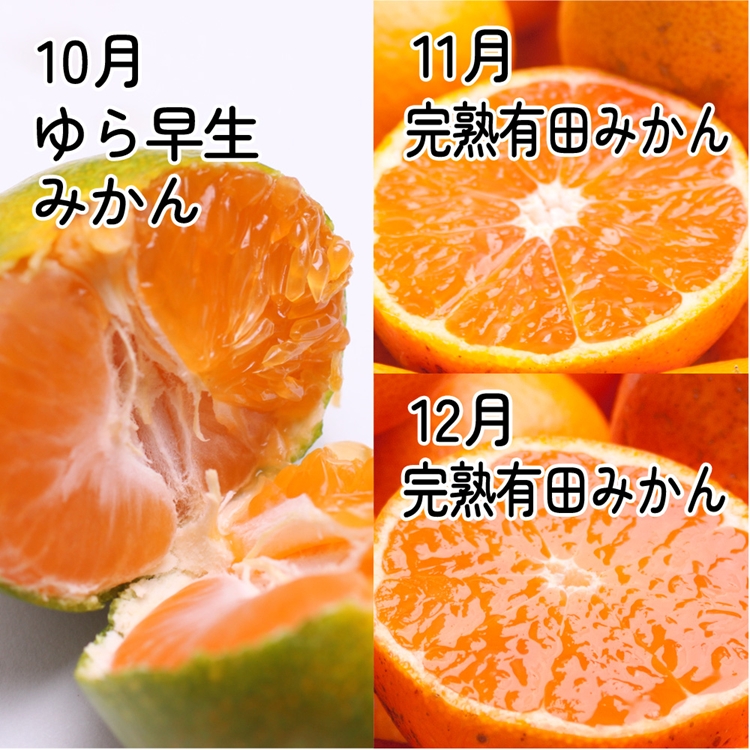 【定期便】厳選 柑橘定期便SS 3回（10～12月）※北海道・沖縄・離島への配送不可※10月・11月・12月に発送