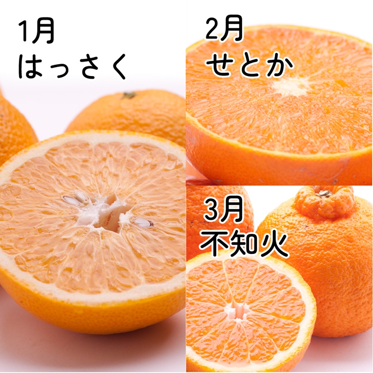 【定期便】家庭用 柑橘定期便 M 3回（1～3月）※北海道・沖縄・離島への配送不可※1月・2月・3月に発送