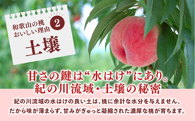 桃先行受付!　桃の王様【白鳳】　特秀品　食べきりやすい3個入り