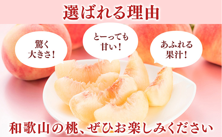 桃先行受付!　【川中島白桃】　(大玉特秀品)　約2kg　6～9個入　こだわり農家厳選!