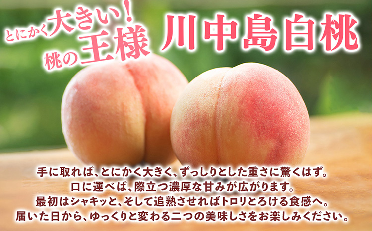 桃先行受付!　【川中島白桃】大玉特秀品　食べきりやすい3個入り　こだわり農家厳選!