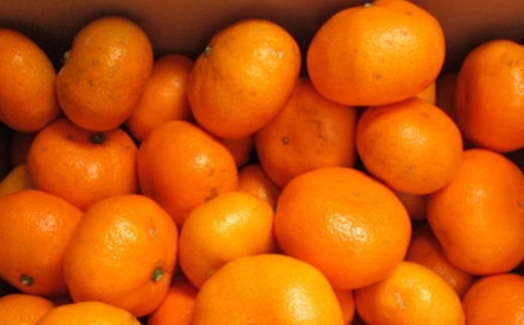 【有田のブランドみかん】田村みかん 大玉 約9kg (3Lサイズ)