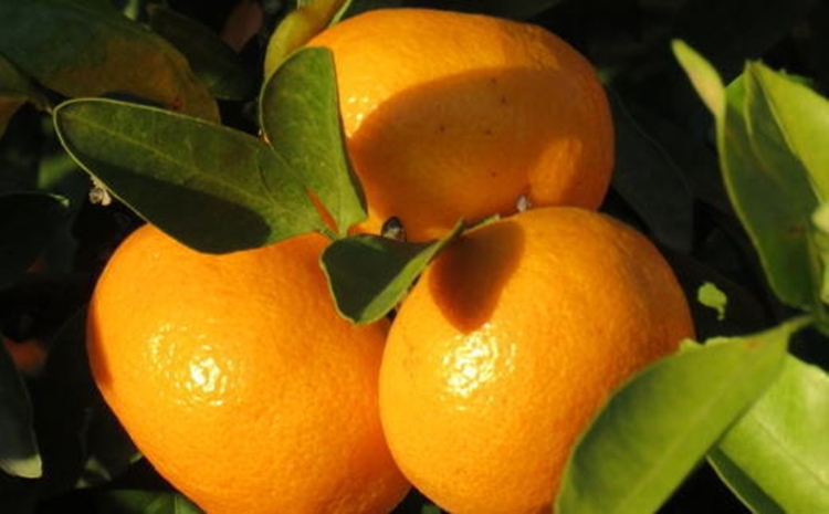 【有田のブランドみかん】田村みかん 大玉 約9kg (2Lサイズ)