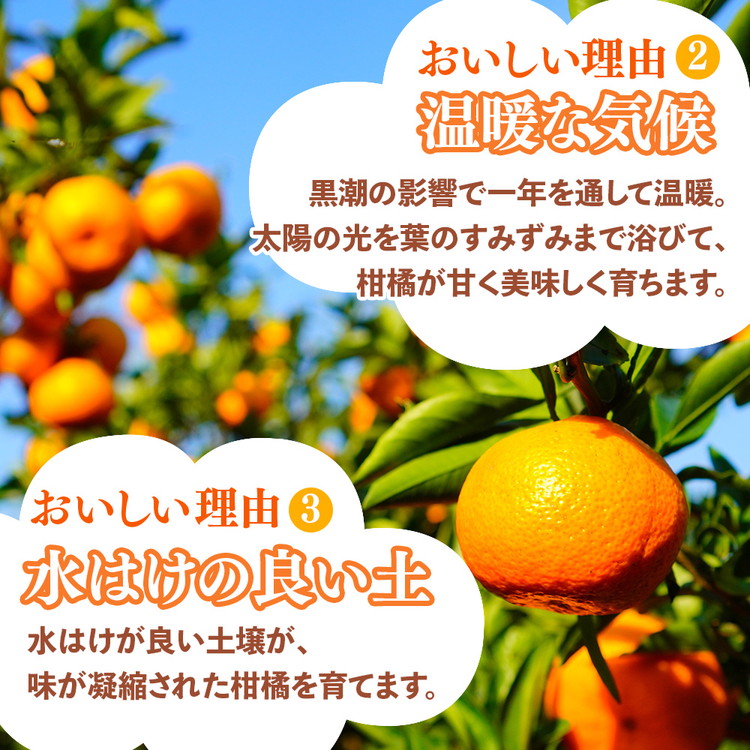 ＜1月より発送＞家庭用 柑橘詰合せ7.5kg+250g（傷み補償分）◇【訳あり・わけあり】【有田の春みかん詰め合わせ・フルーツ詰め合せ・オレンジつめあわせ】【光センサー選別】