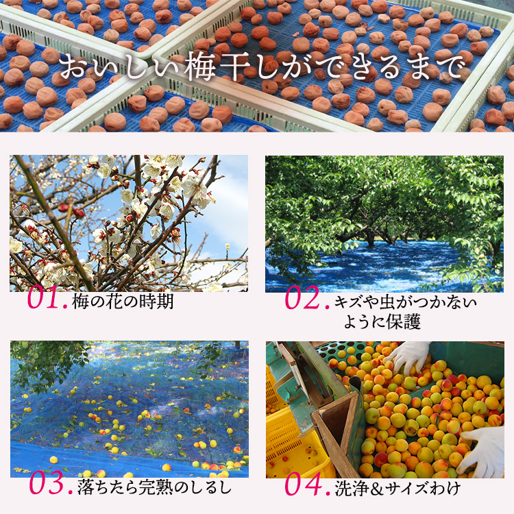 紀州南高梅　うす味梅　1.2kg　ご家庭用 | 1200g 国産 ※北海道・沖縄・離島への配送不可