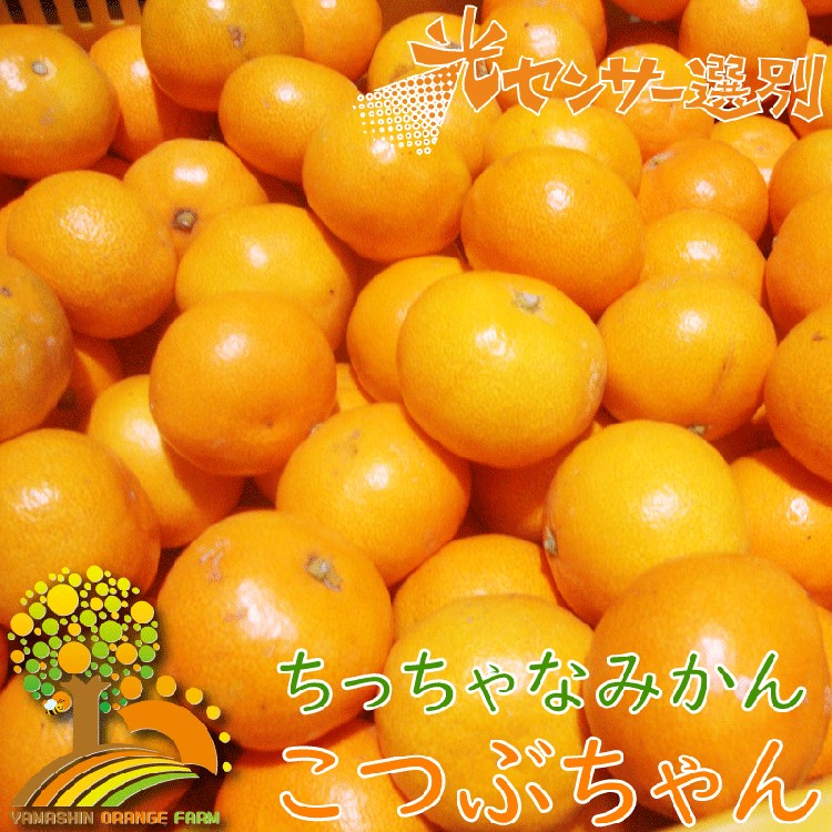 ちっちゃな 有田みかん こつぶみかん10kg （3S～2Sサイズ混合）| 小粒 光センサー選別 温州みかん みかん 柑橘 果物 くだもの フルーツ