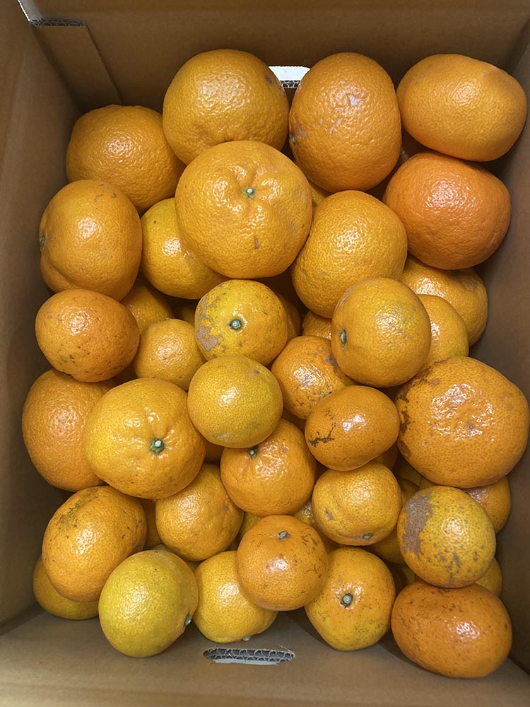 ã¡ã£ã¡ã㪠æç°ã¿ãã ãã€ã¶ã¿ãã10kg ïŒ3Sïœ2Sãµã€ãºæ··åïŒ| å°ç² å
ã»ã³ãµãŒéžå¥ æž©å·ã¿ãã ã¿ãã ææ© æç© ãã ãã® ãã«ãŒã