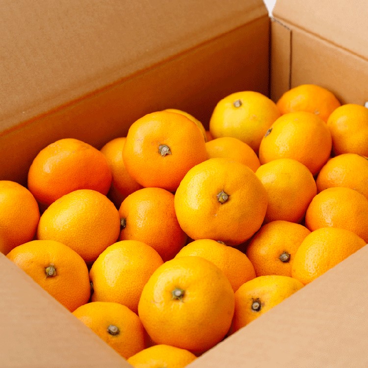 å
ã»ã³ãµãŒéžå¥ïŒæ¥µ æç°ã¿ãããã¬ãã¢ã çŽ10kgãå
ã»ã³ãµãŒ é«ç³åºŠéžå¥åã2SïœLã®å°çãµã€ãº ææ©è³ªè¥æ100% | å
ã»ã³ãµãŒéžå¥ æž©å·ã¿ãã ã¿ãã é«ç³åºŠ ææ© æç© ãã«ãŒã çãâ