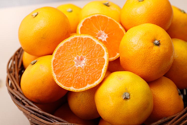 å
ã»ã³ãµãŒéžå¥ïŒæ¥µ æç°ã¿ãããã¬ãã¢ã çŽ10kgãå
ã»ã³ãµãŒ é«ç³åºŠéžå¥åã2SïœLã®å°çãµã€ãº ææ©è³ªè¥æ100% | å
ã»ã³ãµãŒéžå¥ æž©å·ã¿ãã ã¿ãã é«ç³åºŠ ææ© æç© ãã«ãŒã çãâ