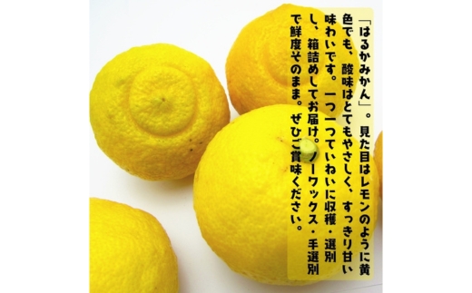 【特選】はるか 3kg ｜ 蜜柑 柑橘 果物 フルーツ くだもの 果実 国産 和歌山