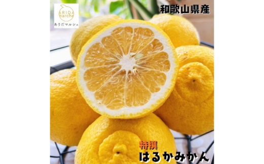 【特選】はるか 5kg ｜ 蜜柑 柑橘 果物 フルーツ くだもの 果実 国産 和歌山