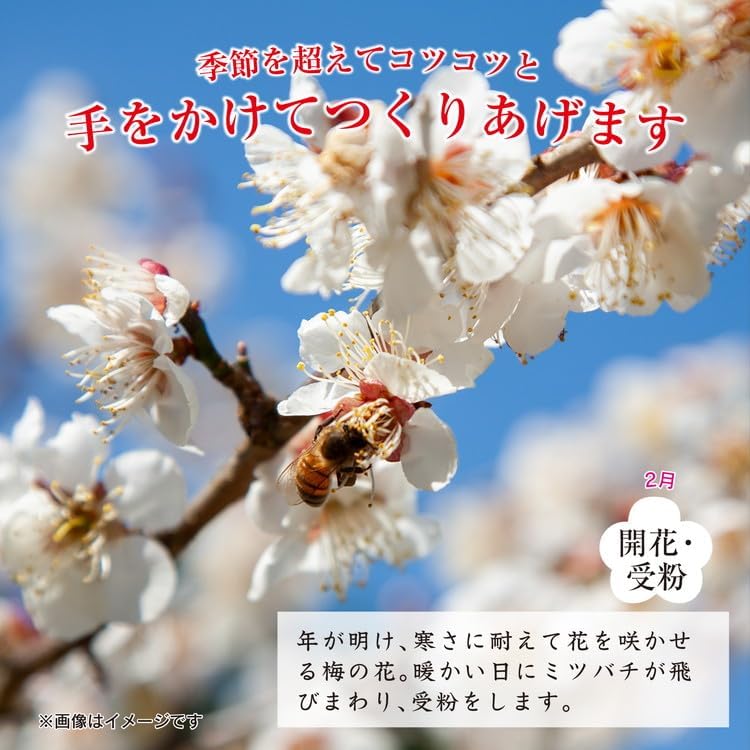 紀州南高梅つぶれ梅（はちみつ漬）塩分8％ 400g×2