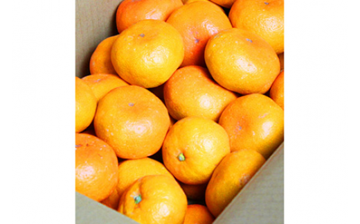 【先行予約】完熟有田みかん10kg