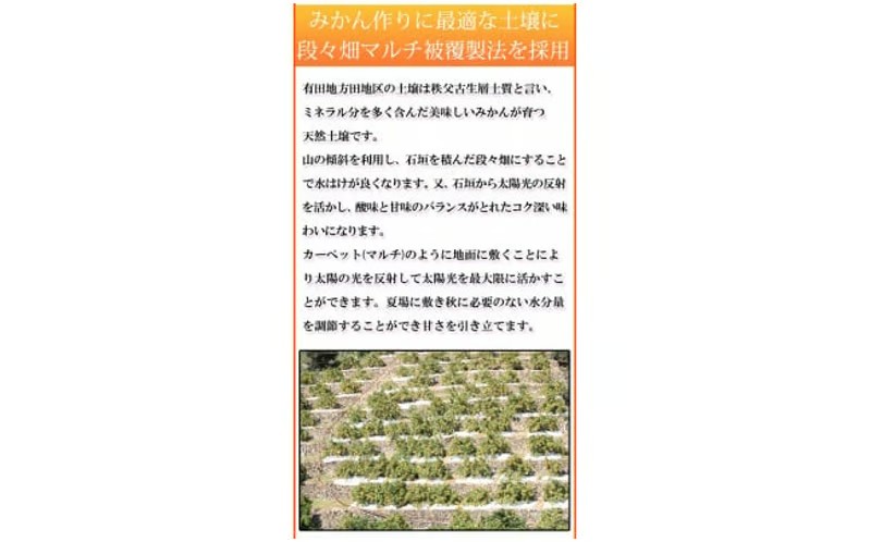 【先行予約】赤秀品　紀州有田産濃厚完熟温州みかん　３kg（ＭサイズまたはＳサイズ）