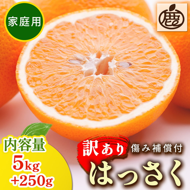 ＜1月より発送＞家庭用 はっさく5kg+250g（傷み補償分） ｜ 八朔みかん わけあり ※2026年1月上旬～3月下旬頃に順次発送予定 ※北海道・沖縄・離島への配送不可