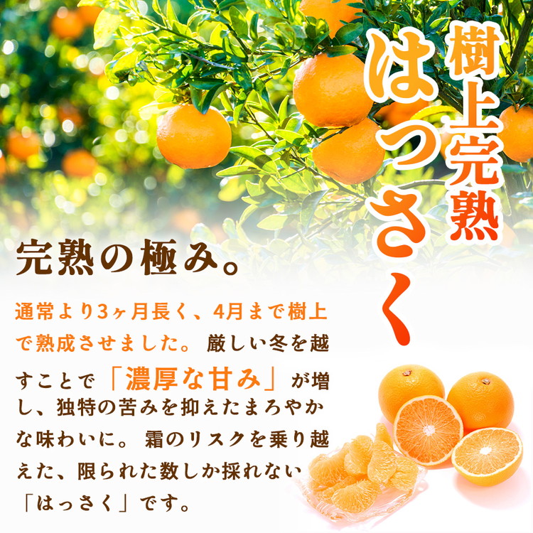＜4月より発送＞厳選 樹上完熟はっさく2.5kg+250g（傷み補償分）【有田の春みかん・五月八朔・さつきはっさく・木生りはっさく・きなりはっさく】【光センサー選別】